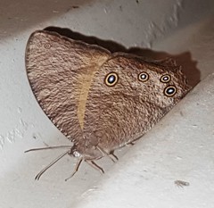 Melanitis leda bankia