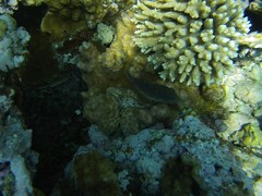 Canthigaster margaritata