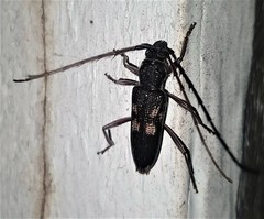 Phoracantha punctata