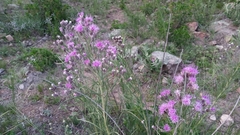 Vernonanthura nudiflora
