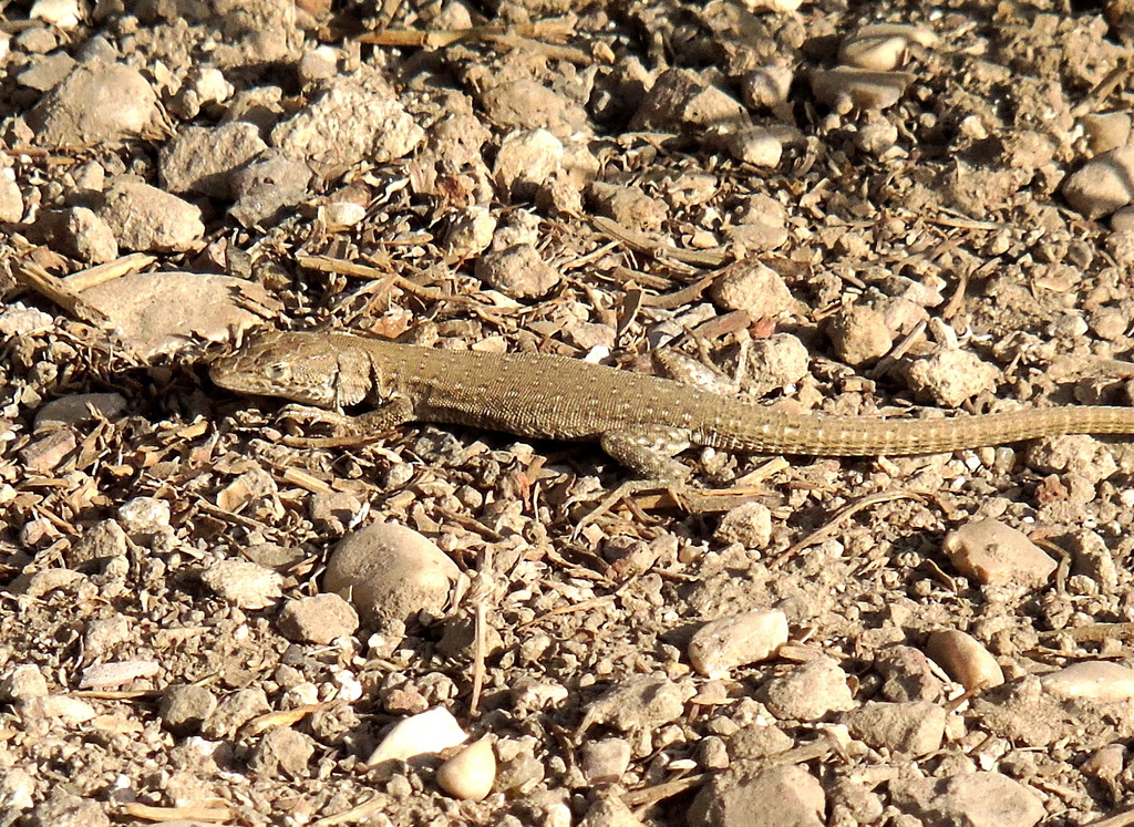 Small-spotted Desert Racer
