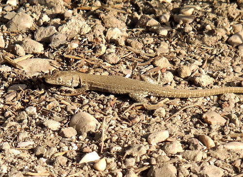 Desert Lacerta