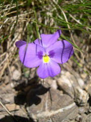 Viola cenisia
