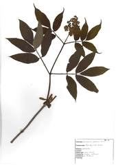 Sambucus racemosa racemosa