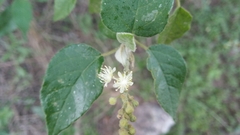 Croton lachnostachyus