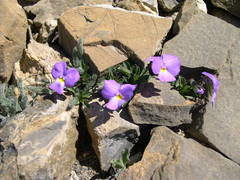 Viola cenisia