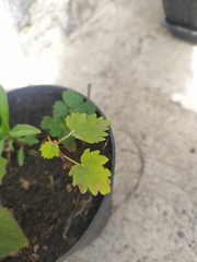 Plagianthus