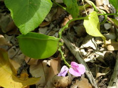 Canavalia cathartica