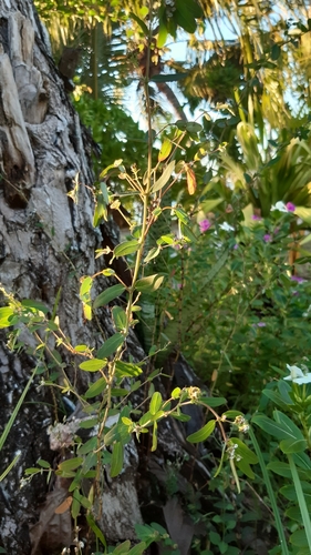 Euphorbia hypericifolia image