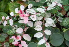 Peperomia incana