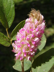 Uraria lagopodioides