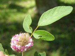 Uraria lagopodioides