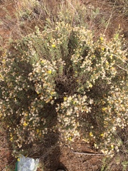 Heterotheca angustifolia