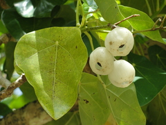 Hernandia nymphaeifolia