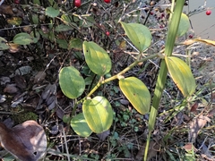 Smilax davidiana