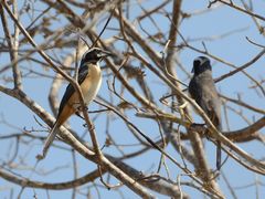 Saltator orenocensis