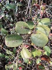 Smilax davidiana