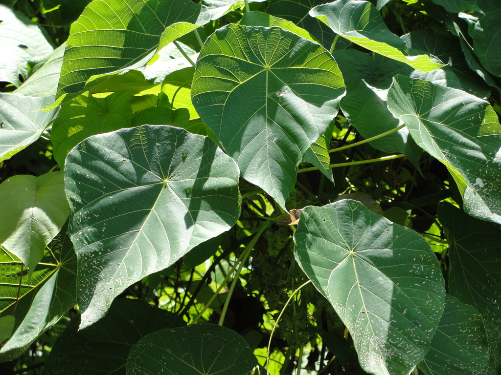Macaranga harveyana
