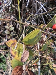 Smilax davidiana