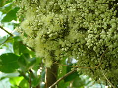 Syzygium clusiifolium