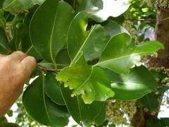 Syzygium clusiifolium
