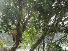 Syzygium clusiifolium