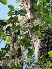 Syzygium clusiifolium