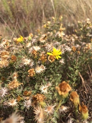 Heterotheca angustifolia