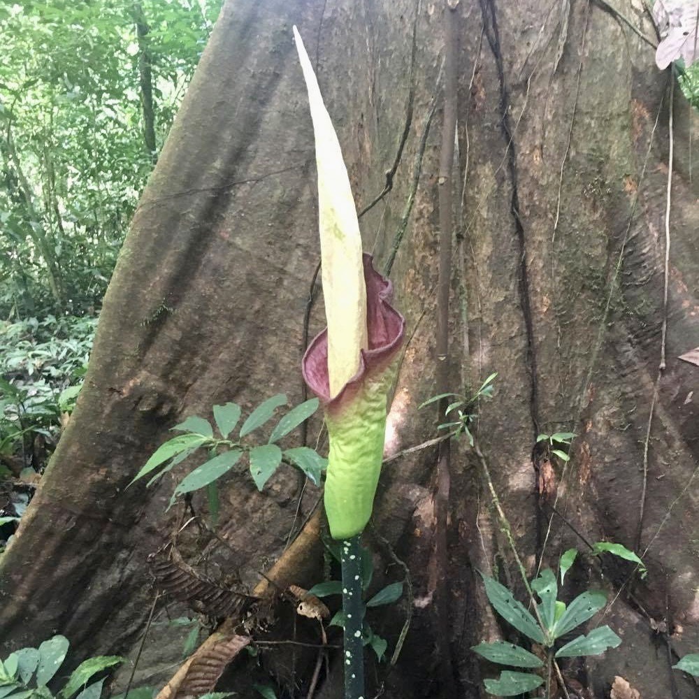 Amorphophallus hewittii; photograph (c) James K. Douch, some rights reserved (CC BY-SA)