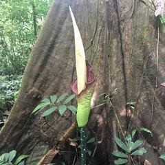 Amorphophallus hewittii