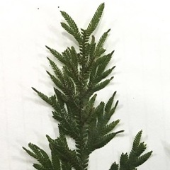 Selaginella plana