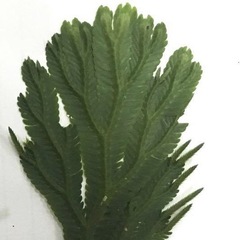 Selaginella intermedia
