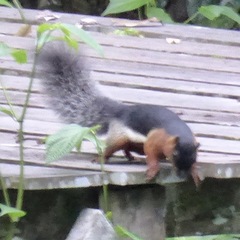 Callosciurus prevostii