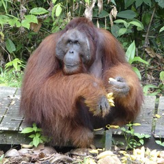 Pongo pygmaeus pygmaeus