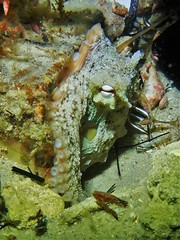 Octopus djinda