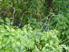 Stachytarpheta urticifolia