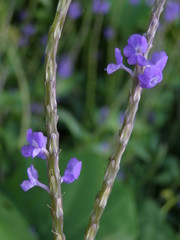 Stachytarpheta urticifolia