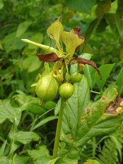 Tacca leontopetaloides