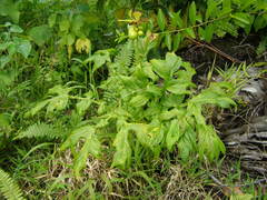 Tacca leontopetaloides