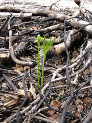 Tacca leontopetaloides