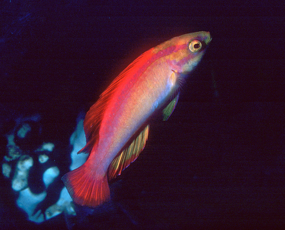 Flame Wrasse