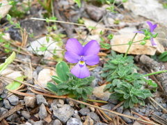 Viola valderia