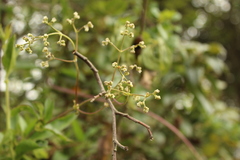 Valeriana clematitis