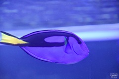 Paracanthurus