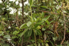 Valeriana clematitis