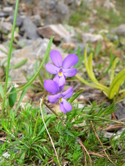 Viola valderia