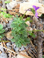 Viola valderia