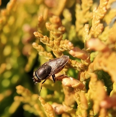 Stomorhina obsoleta