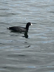 Fulica
