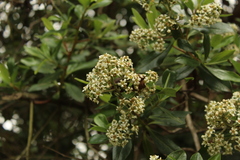 Escallonia paniculata